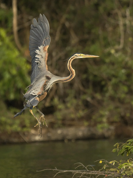 Ruskohaikara, Purple Heron, Ardea purpurea